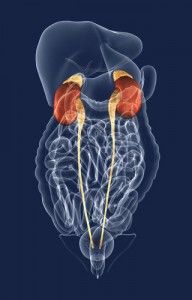 Image demonstrating the adrenal gland