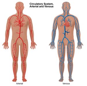 Full body image showing the vascular system. Circulatory System, Arterial and Venous
